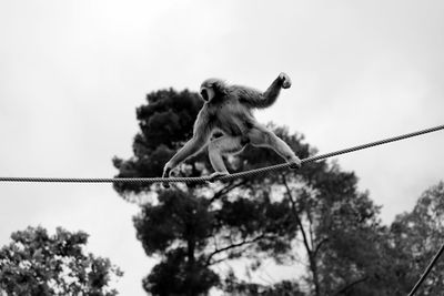 Low angle view of gibbon on rope against sky at zoo