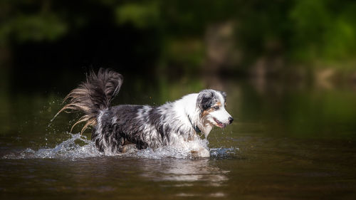 Dog in water