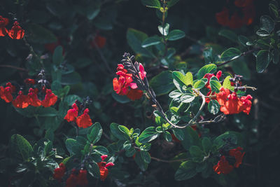 Close-up of red flowering plants