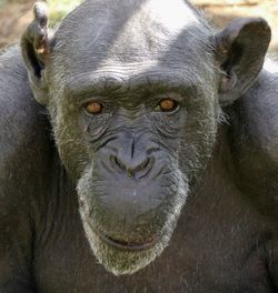 Close-up portrait of a monkey