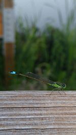Close-up of insect on wood