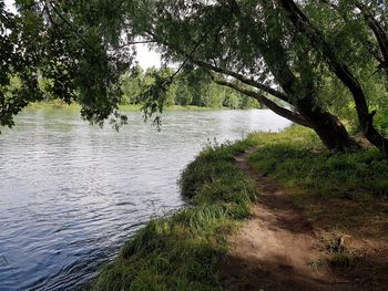 Scenic view of river amidst trees in forest