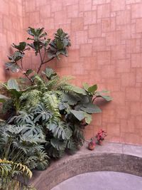 Tropical plants in courtyard garden against pink ceramic tiled wall