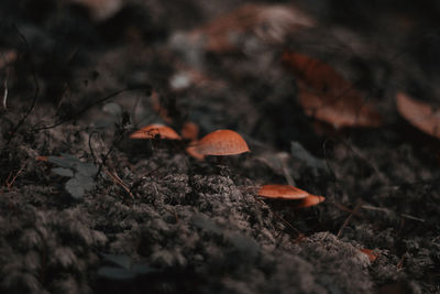 Close-up of mushroom growing on field