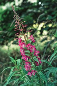 Close-up of pink flowering plant