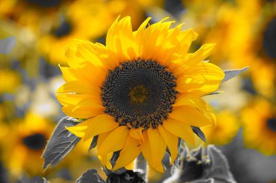Close-up of sunflower