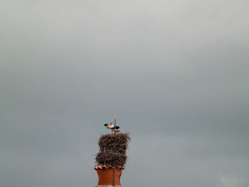 Low angle view of bird in nest against sky