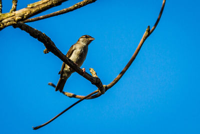 Low angle view of bird perching on tree against clear blue sky