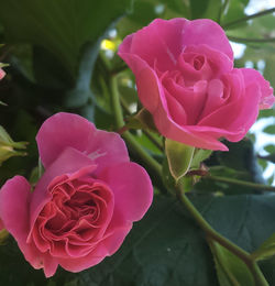 Close-up of pink rose