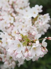 Close-up of cherry blossoms