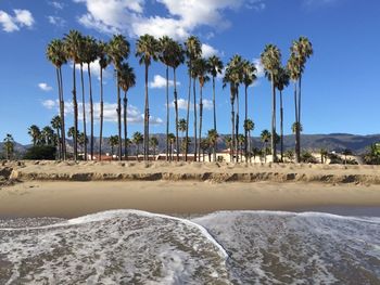 Tall coconut palm trees at beach against sky