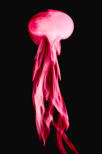 Close-up of pink flower against black background