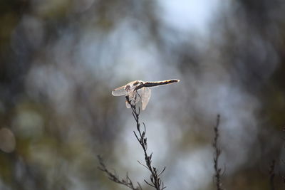 Low angle view of bird flying against blurred background