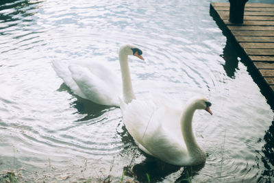 View of swan in lake