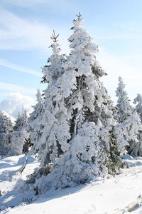 Snow covered plant against sky