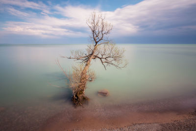 Bare tree by sea against sky during sunset