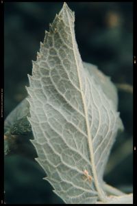 Close-up of leaves