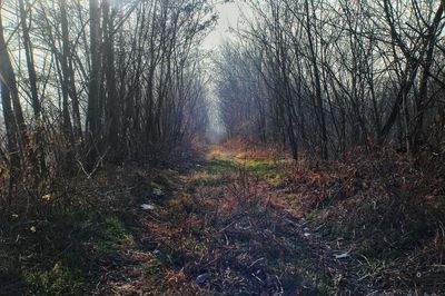 Full frame shot of trees against sky