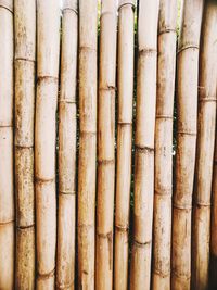 Full frame shot of bamboo