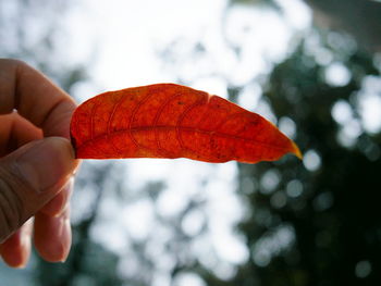 Close-up of hand holding red leaf