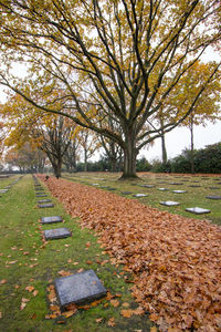 Trees in park during autumn