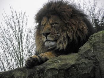 Close-up of lion