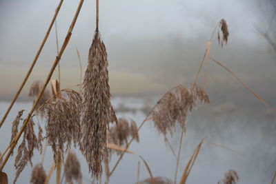 Close-up of dry plants against the sky