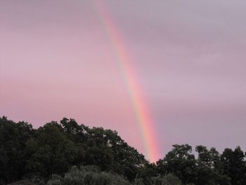 Rainbow over trees