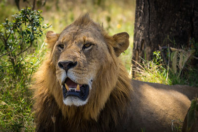 Portrait of a lion in the forest