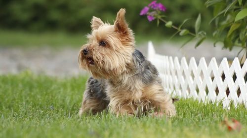 Dog looking away on field