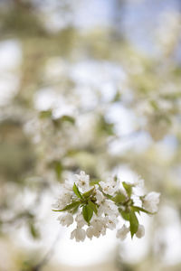 Close-up of white flowering plant