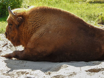 View of a horse on field