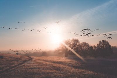 Flock of birds flying over field against sky during sunset