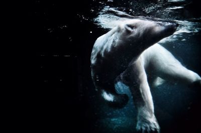 Low angle view of polar bear swimming on river