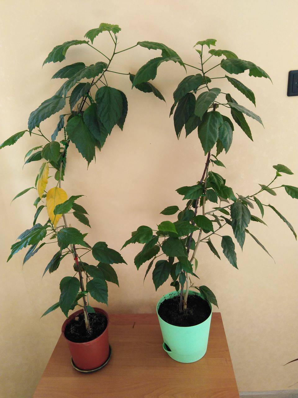 CLOSE-UP OF POTTED PLANTS ON TABLE