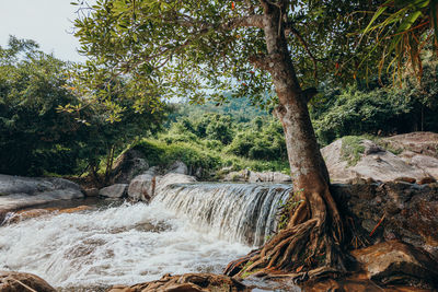 Scenic view of waterfall in forest