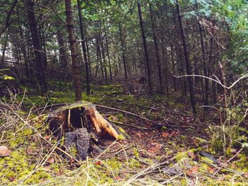 Dead tree in forest