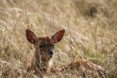 Portrait of deer on field