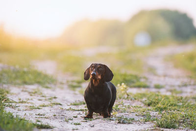 Dachshund relaxing on field