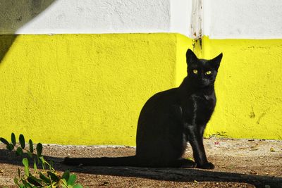 Portrait of black cat sitting on yellow wall