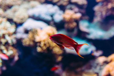 Close-up of fish swimming in sea