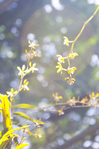 Close-up of flower tree