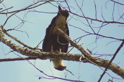 Low angle view of bird perching on tree against sky