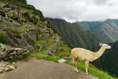 Llama standing on mountain by machu picchu against sky