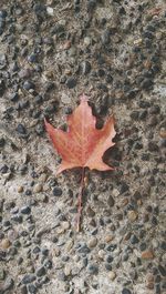 Close-up of dry leaves on ground