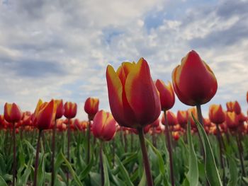 Close-up of red tulips on field against sky