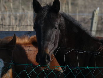 Close-up of a horse