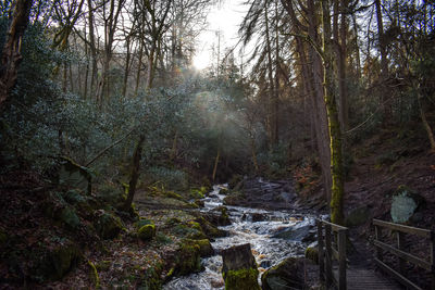 Trees in forest