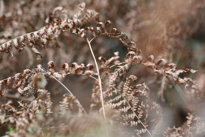 Close-up of dry plant on field