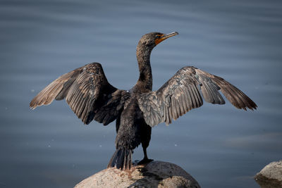 Close-up of cormorant drying wings perched on a rock